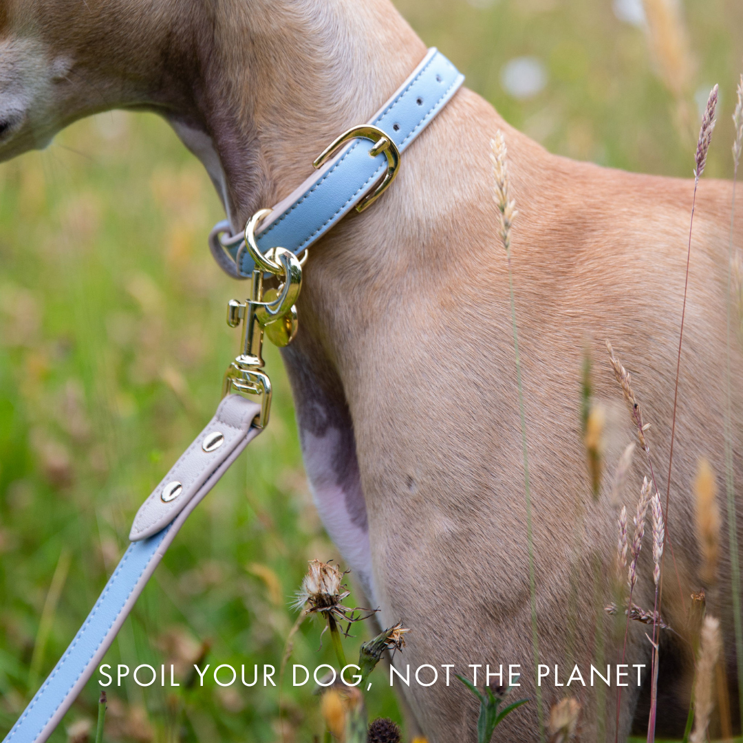 Correa Azul de Cuero Vegano para Perros | Estilo Cupertino Nina Woof
