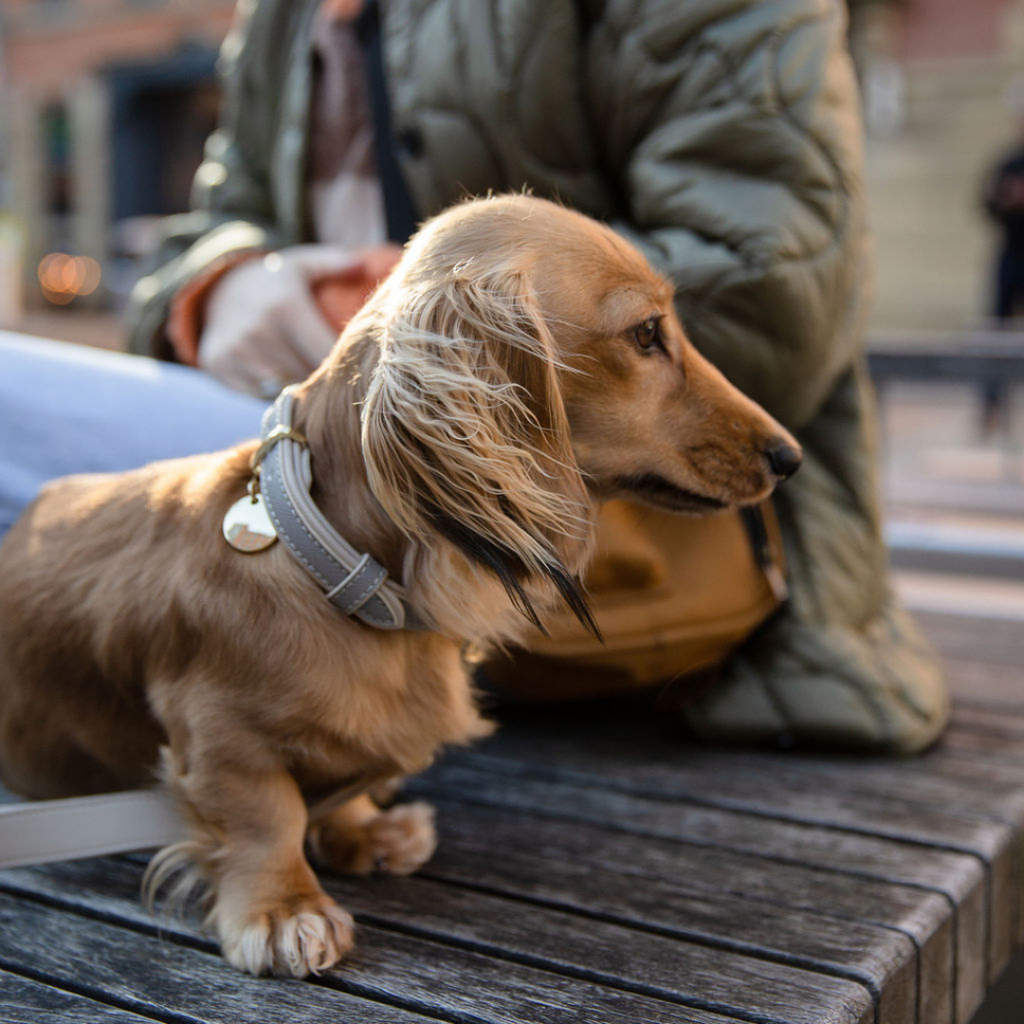 Collar Gris de Cuero Vegano para Perros | Estilo London Saffiano