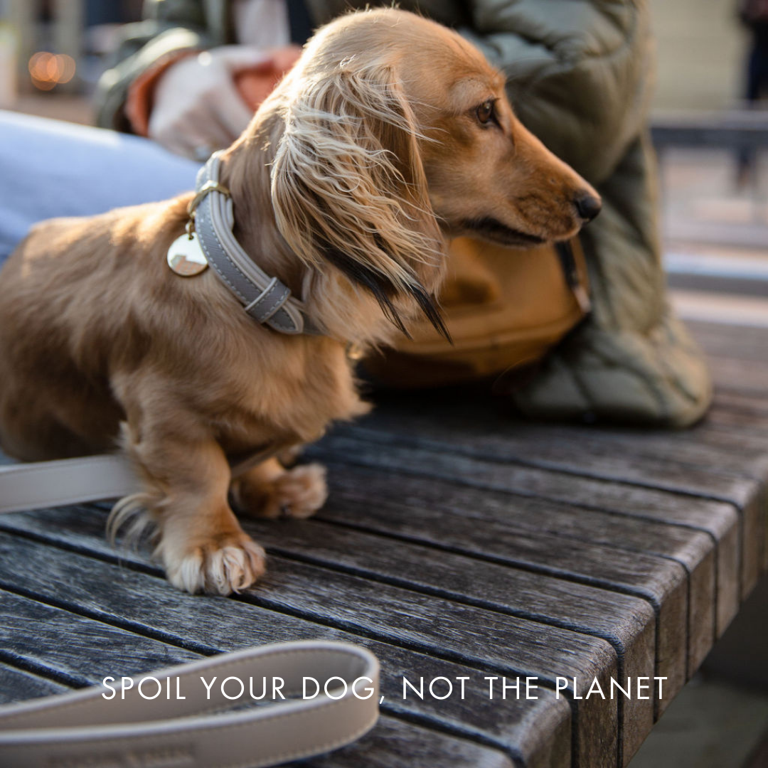 Correa Gris de Cuero Vegano Estilo Saffiano para Perros | Diseño London