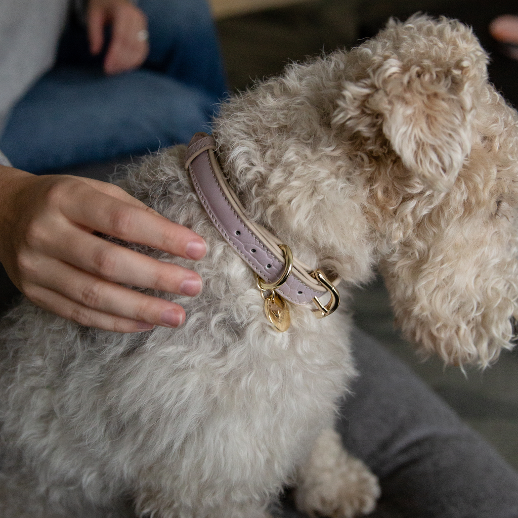 Collar Lila de Cuero Vegano Estilo Cocodrilo para Perros | Diseño Milan