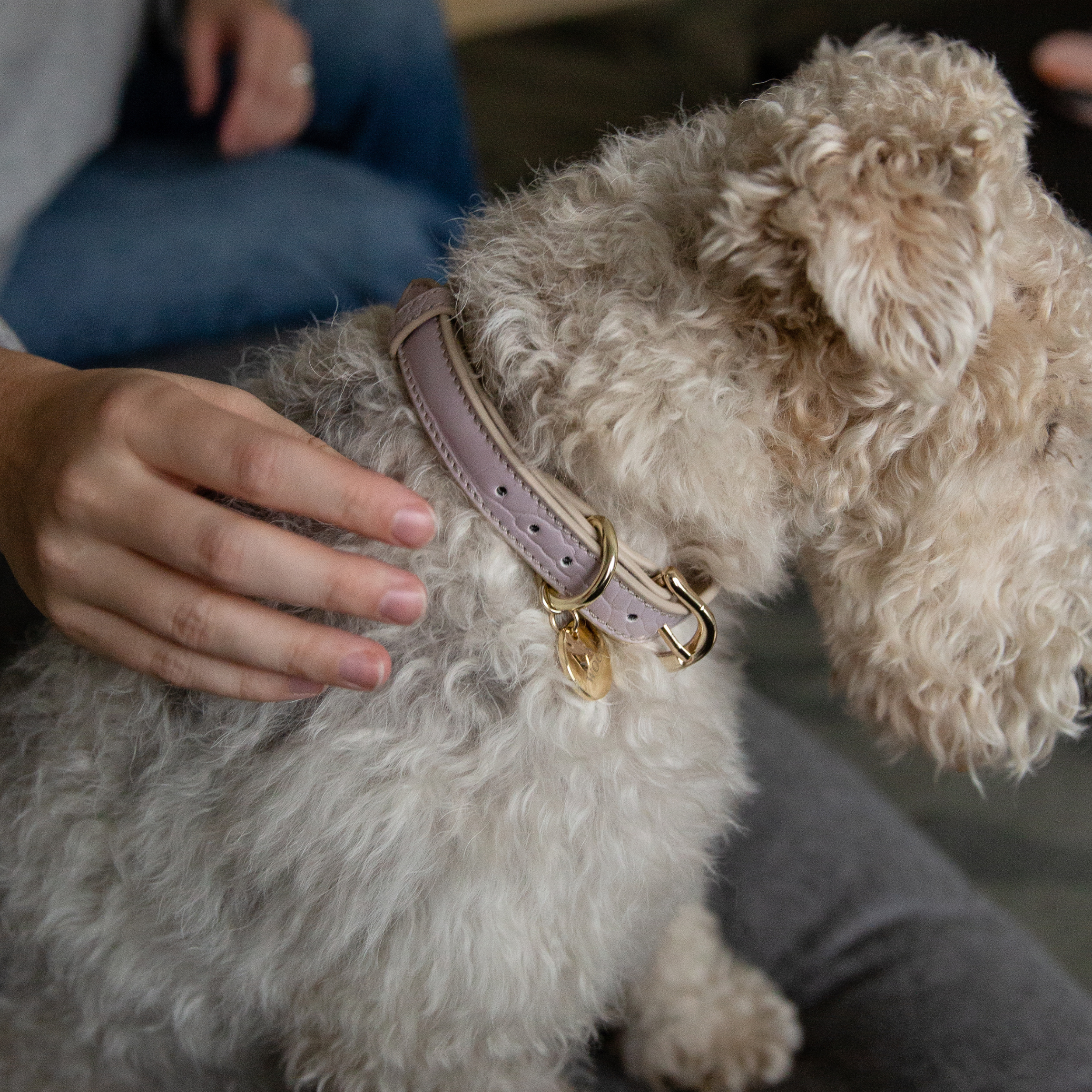 Collar Lila de Cuero Vegano Estilo Cocodrilo para Perros | Diseño Milan