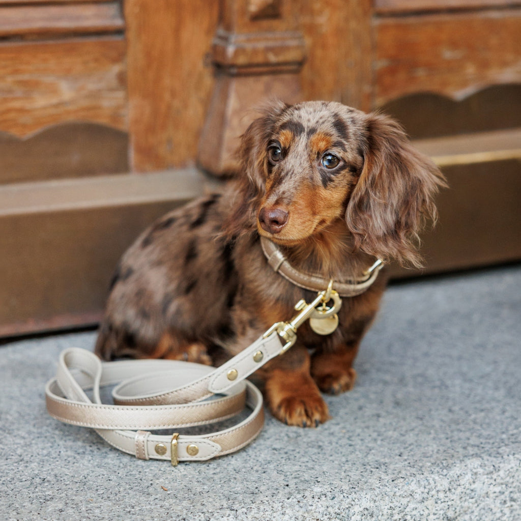 Collar Dorado de Cuero Vegano para Perros | Estilo Rio Saffiano