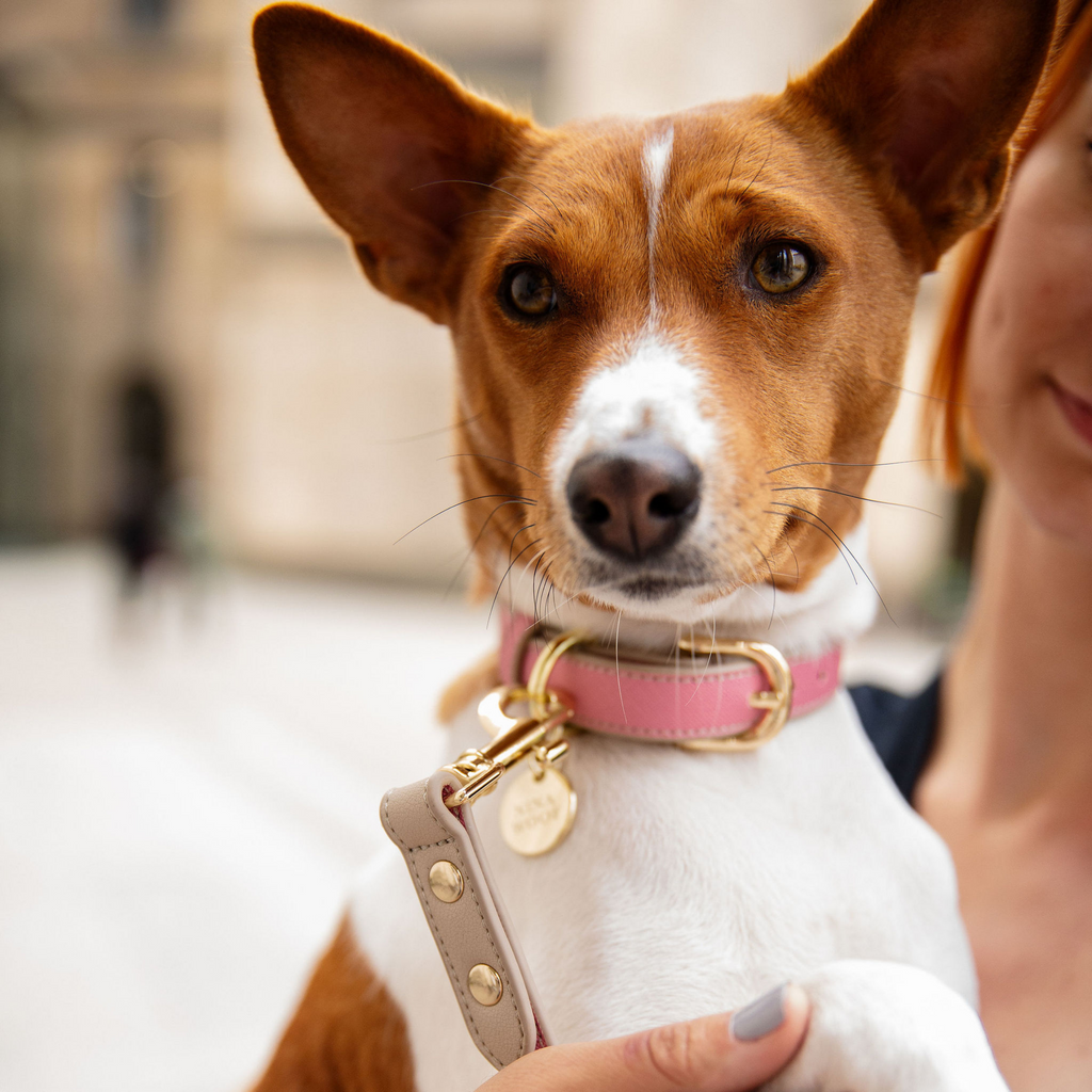 Collar Rosa de Cuero Vegano Estilo Saffiano para Perros | Diseño Rio