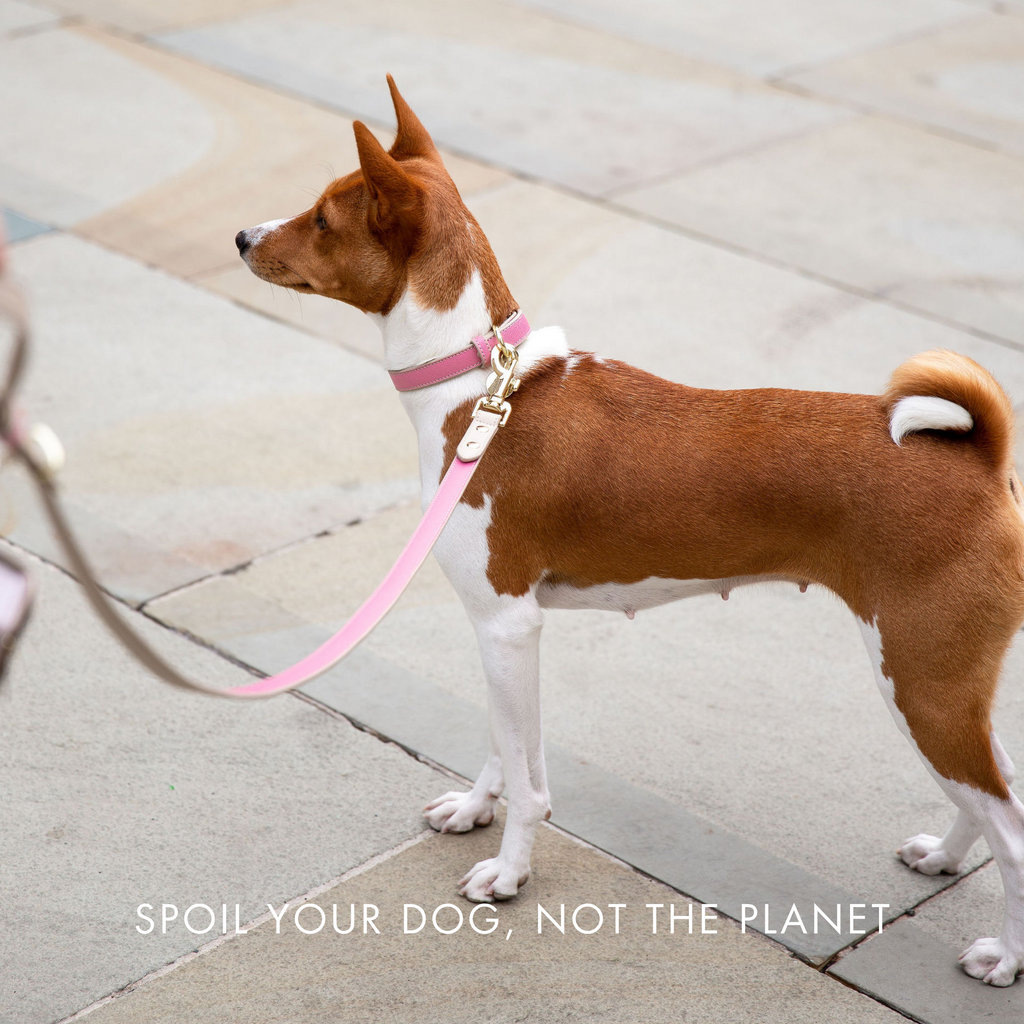 Collar Rosa de Cuero Vegano Estilo Saffiano para Perros | Diseño Rio